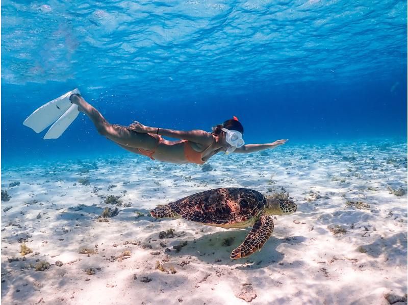[Miyakojima] 100% sea turtle encounter rate! Photo contest gold medal winner★Full refund guarantee if you are not satisfied! You are sure to have great memories with all the data presents!の紹介画像