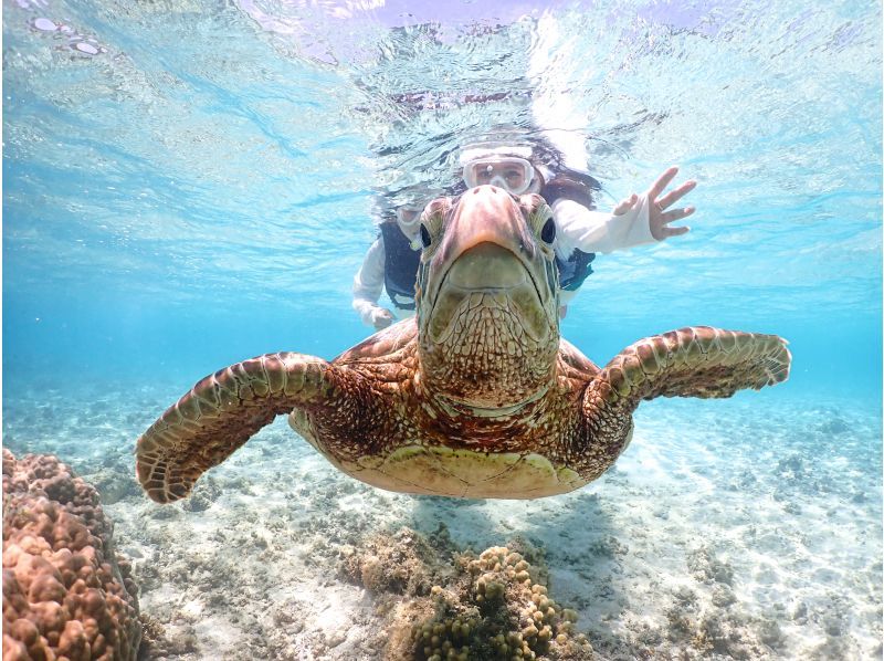[Miyakojima] Snorkeling with turtles! Photo data for fee