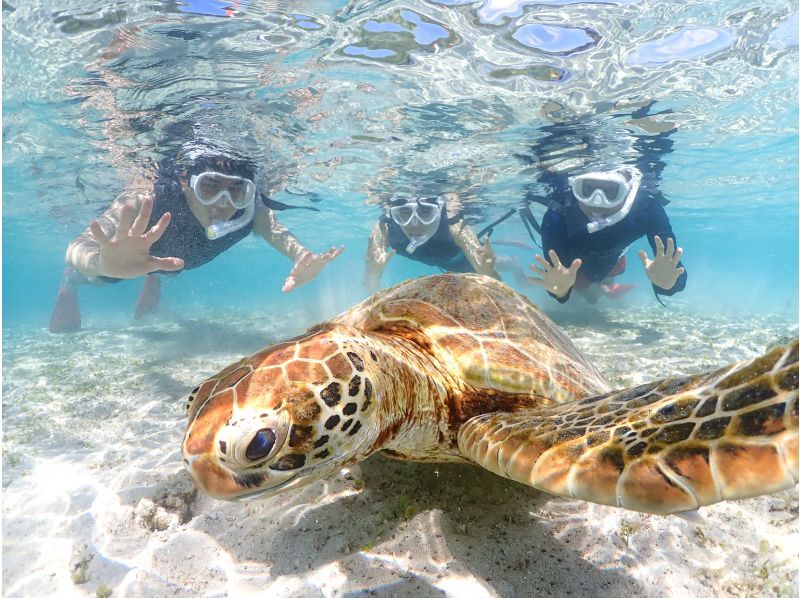 [Miyakojima] 100% sea turtle encounter rate! Photo contest gold medal winner★Full refund guarantee if you are not satisfied! You are sure to have great memories with all the data presents!の紹介画像