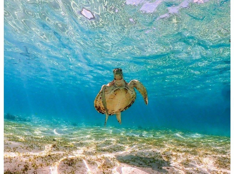 [Miyakojima] 100% sea turtle encounter rate! Photo contest gold medal winner★Full refund guarantee if you are not satisfied! You are sure to have great memories with all the data presents!の紹介画像