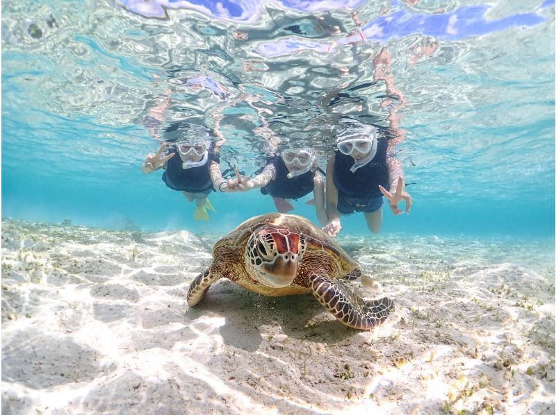 [Miyakojima] 100% sea turtle encounter rate! Photo contest gold medal winner★Full refund guarantee if you are not satisfied! You are sure to have great memories with all the data presents!の紹介画像