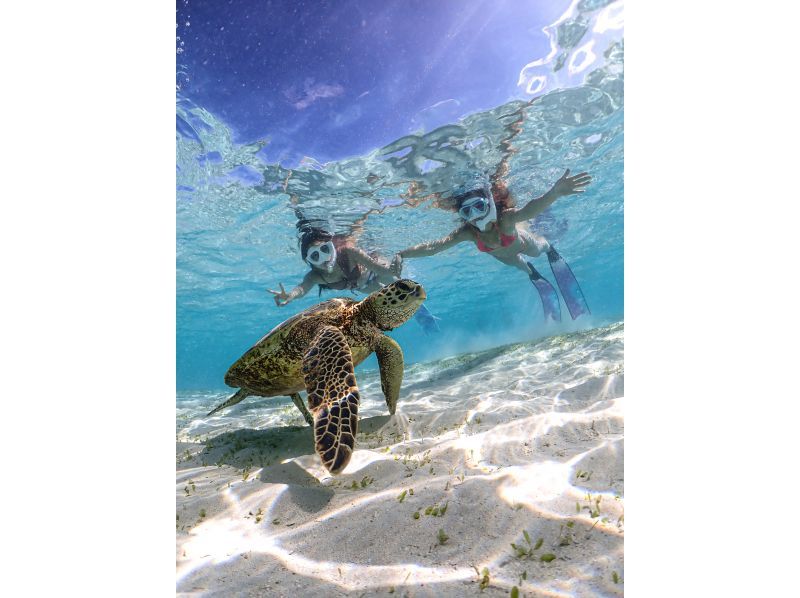 [Miyakojima] 100% sea turtle encounter rate! Photo contest gold medal winner★Full refund guarantee if you are not satisfied! You are sure to have great memories with all the data presents!の紹介画像