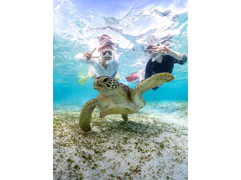 [Miyakojima] 100% sea turtle encounter rate! Photo contest gold medal winner★Full refund guarantee if you are not satisfied! You are sure to have great memories with all the data presents!の紹介画像