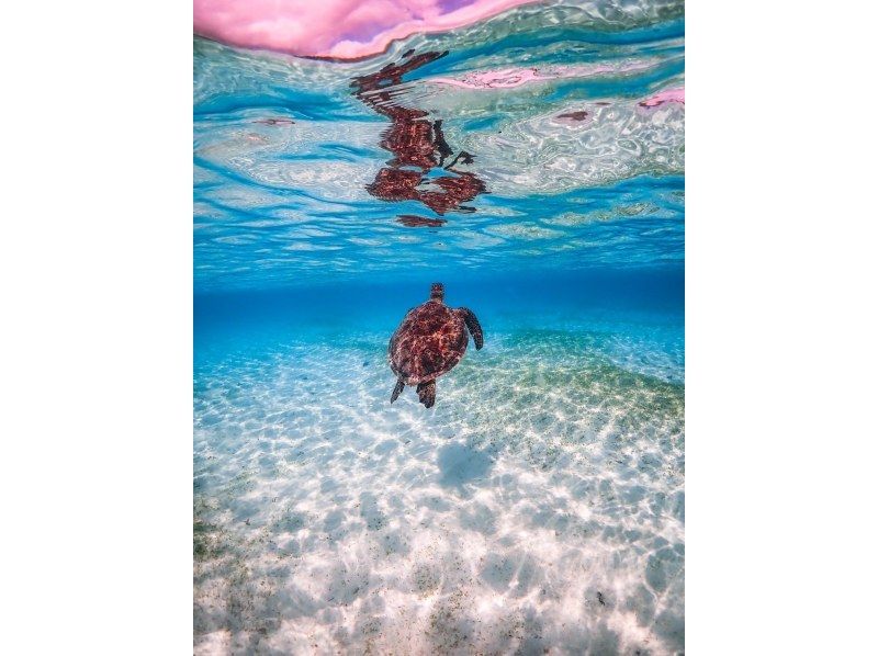 [Miyakojima] 100% sea turtle encounter rate! Photo contest gold medal winner★Full refund guarantee if you are not satisfied! You are sure to have great memories with all the data presents!の紹介画像