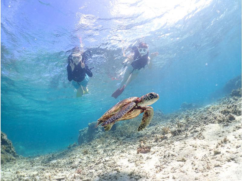 [Miyakojima] 100% sea turtle encounter rate! Photo contest gold medal winner★Full refund guarantee if you are not satisfied! You are sure to have great memories with all the data presents!の紹介画像