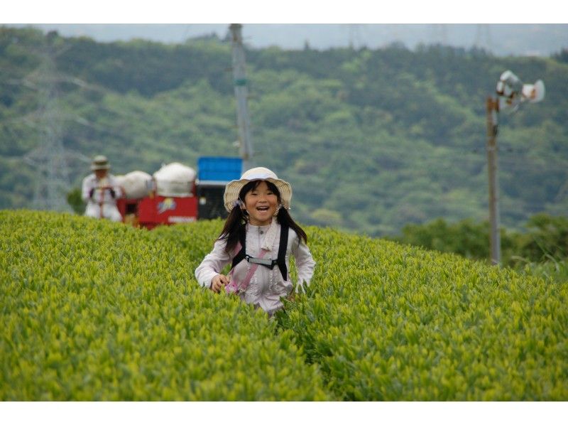 [Shizuoka/Kakegawa City] Held from 4/20 (Thursday) to 5/7 (Sunday)! New tea hand-picking experience & Tempura tasting of freshly picked tea leavesの紹介画像