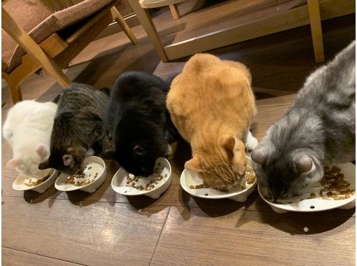東京 浅草 Tokyo猫ツアー 猫 動物好き集まれ 猫スポット巡り 招き猫作りの猫ざんまい街歩き アクティビティジャパン
