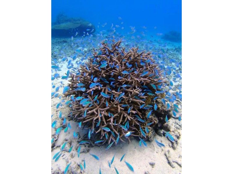 [ประสบการณ์ดำน้ำ] ทัวร์เกาะ Panari (หลักสูตร 1 วัน)の紹介画像