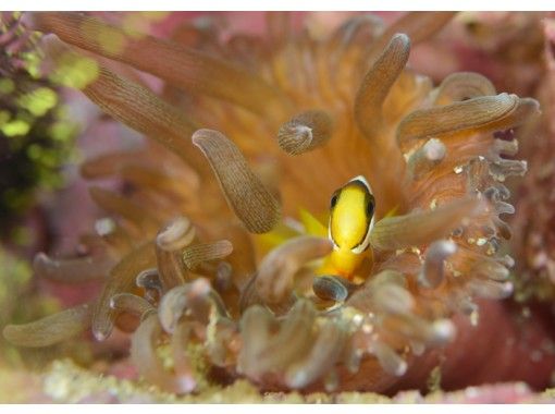 愛媛 愛南 まるで南国 カラフルな魚や綺麗なサンゴに囲まれて 体験ダイビング アクティビティジャパン