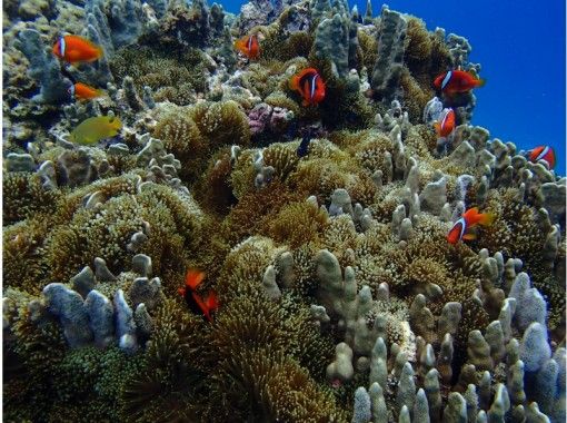 沖縄 宮古島 八重干瀬で体験ダイビング 1ダイブ シュノーケル付 アクティビティジャパン