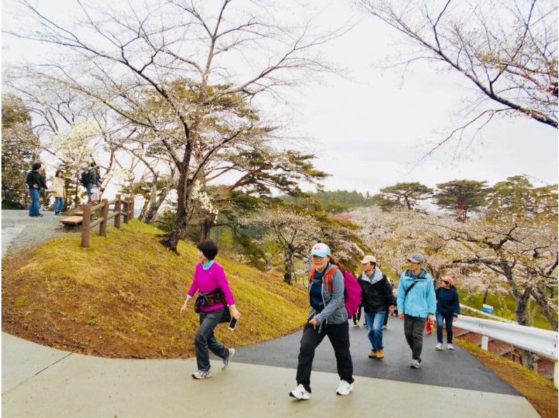 【Miyagi・Matushima】‘Sea & Sakura’ Hike in Matsushimaの紹介画像