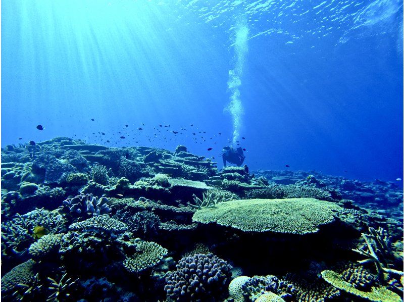 Kerama Islands　ケラマブルー　diving