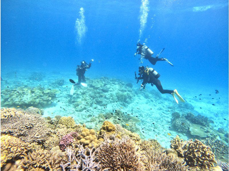 [Whole area / pick-up OK] Enjoy the sea on the main island of Okinawa! ★★ Near sea 2 boat fan diving ★★ To the sea that you do not know yet [half day or all day, arrival day OK]の紹介画像