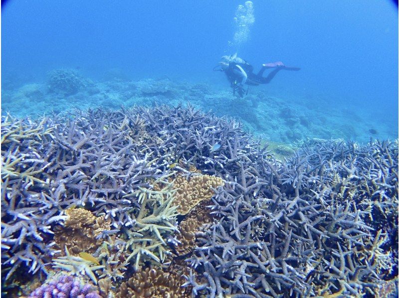 [Whole area / pick-up OK] Enjoy the sea on the main island of Okinawa! ★★ Near sea 2 boat fan diving ★★ To the sea that you do not know yet [half day or all day, arrival day OK]の紹介画像