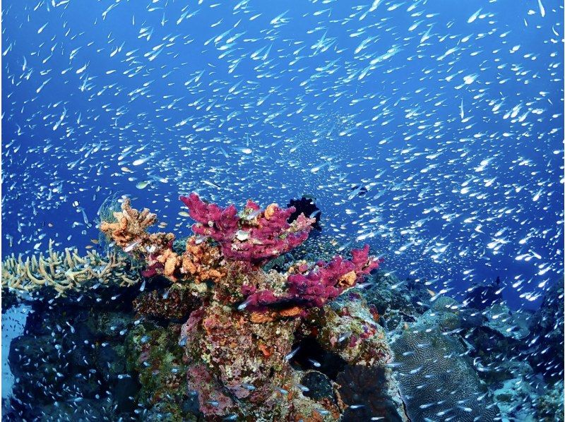 [Whole area / pick-up OK] Enjoy the sea on the main island of Okinawa! ★★ Near sea 2 boat fan diving ★★ To the sea that you do not know yet [half day or all day, arrival day OK]の紹介画像