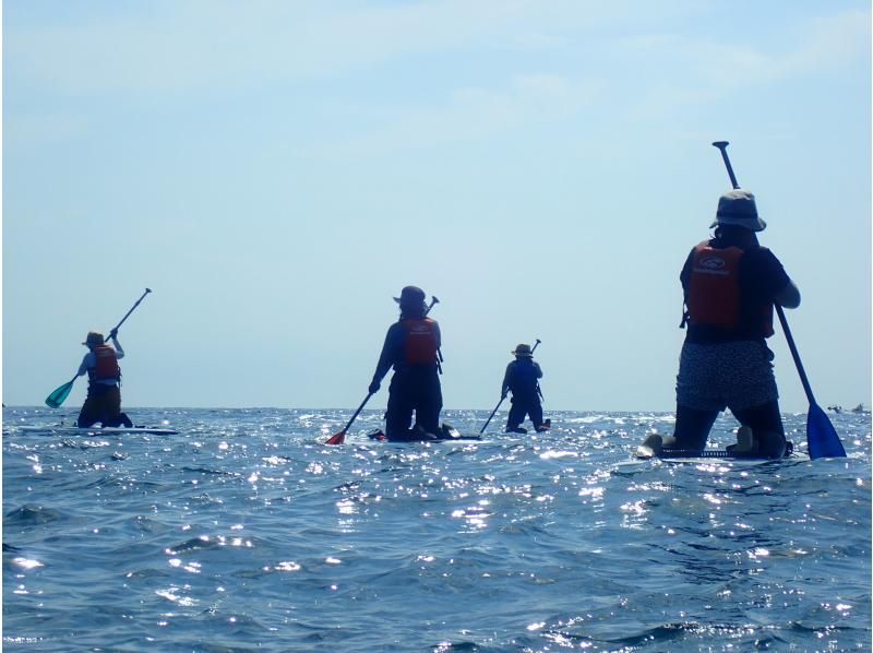 SALE！【徳島・海陽町】水床湾(みとこわん)SUPクルージングの紹介画像