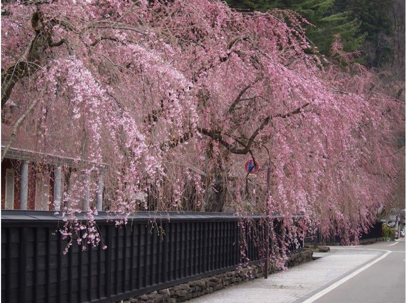 [Miyagi] Attracxi: Spring in Tohoku (April 22 – 25, 2019)の紹介画像