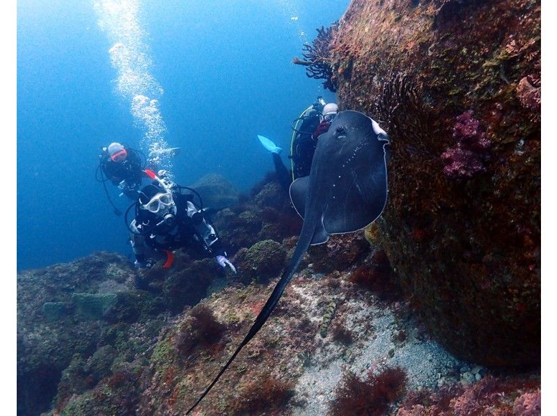 ダイブショップ宝島の割引プラン
