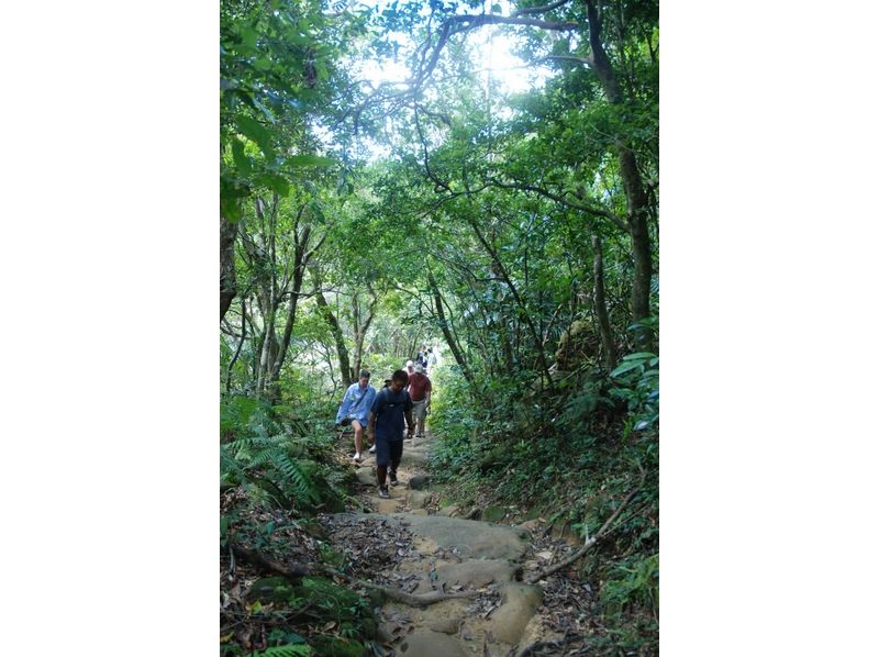 【Iriomote Island】 Subtropical forest trekking (with a lunch box, 1 person plan)の紹介画像