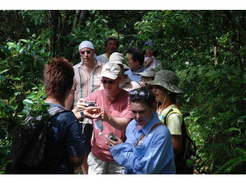 【西表島】亞熱帶森林徒步旅行（帶午餐盒，1人計劃）の紹介画像