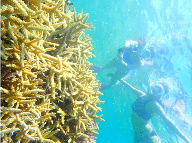 【石垣島・半日】貸切プライベートツアー！川平湾、青の洞窟、絶景登山など組み合わせは自由！★カメラ付き