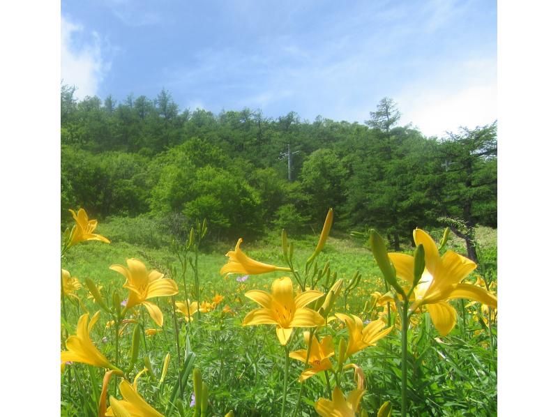 [Takamine Kogen, Nagano Prefecture] Takamine Mountain trekkingの紹介画像