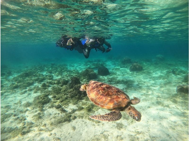 [2-3歲免費★那霸附近★海龜觀賞幾率高♪]☆海龜＆熱帶魚熱帶之旅☆距離那霸30分鐘！免費拍照與餵食☆の紹介画像