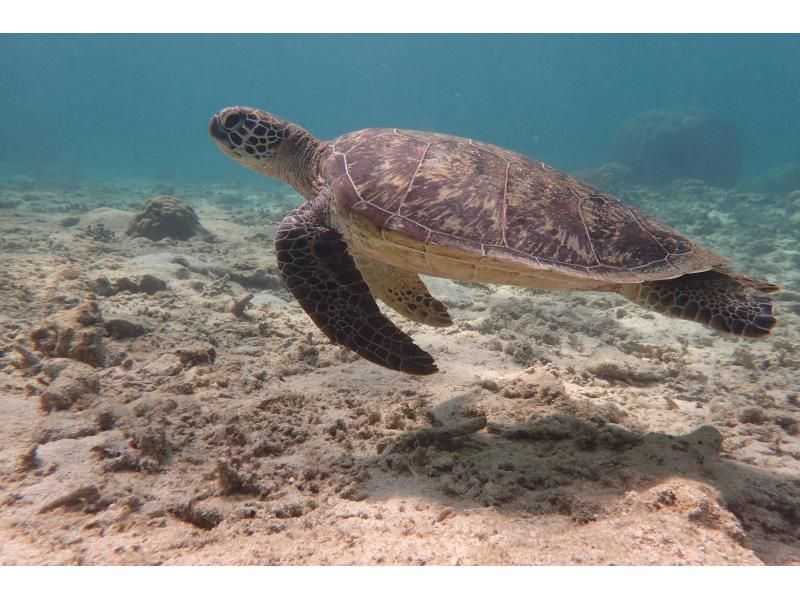 SALE! [★Itoman local meeting plan★] ☆High chance of encountering sea turtles & tropical fish☆40 minutes from Naha! Tropical tour! Free photos & videos☆の紹介画像