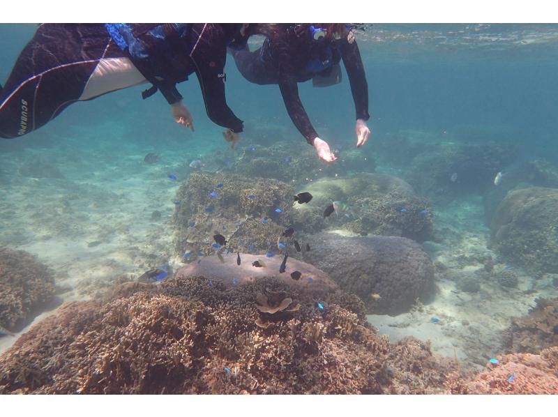 [2-3歲免費★那霸附近★海龜觀賞幾率高♪]☆海龜＆熱帶魚熱帶之旅☆距離那霸30分鐘！免費拍照與餵食☆の紹介画像