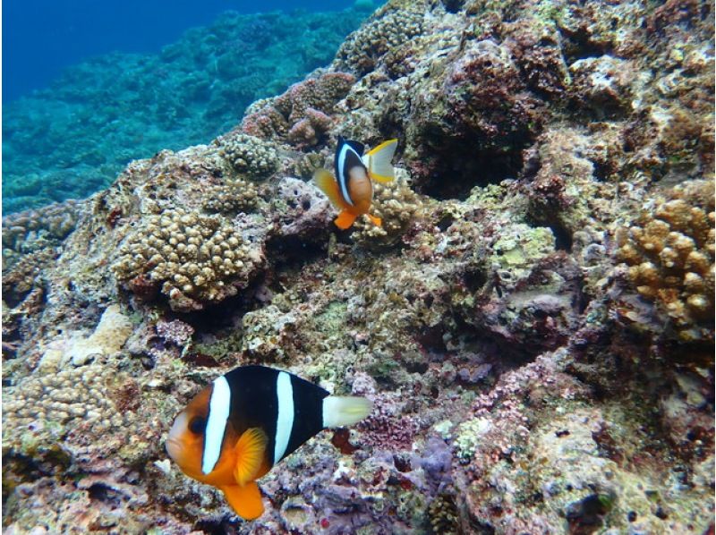 銷售！ [★絲滿當地會議計畫★] ☆ 海龜和熱帶魚的高遭遇率☆ 從那霸出發40分鐘！熱帶之旅！免費照片和影片☆の紹介画像