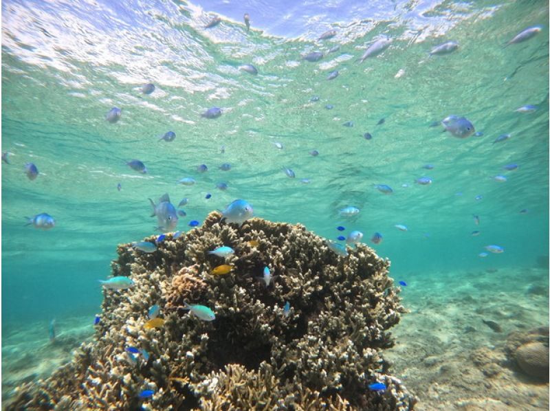 [那霸附近的當地聚會計畫] ☆ 海龜和熱帶魚的遭遇率很高 ☆ 從那霸出發30分鐘！免費拍照&餵食☆ 熱帶之旅！の紹介画像