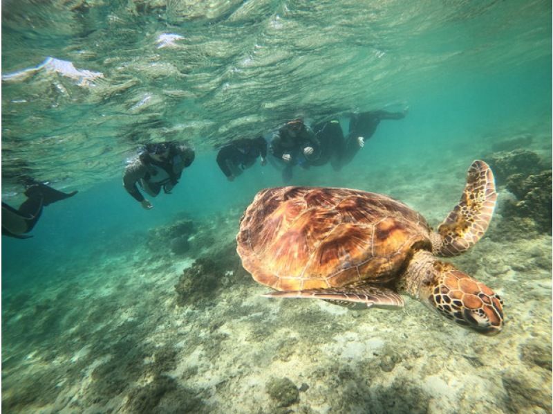 銷售！ [★絲滿當地會議計畫★] ☆ 海龜和熱帶魚的高遭遇率☆ 從那霸出發40分鐘！熱帶之旅！免費照片和影片☆の紹介画像