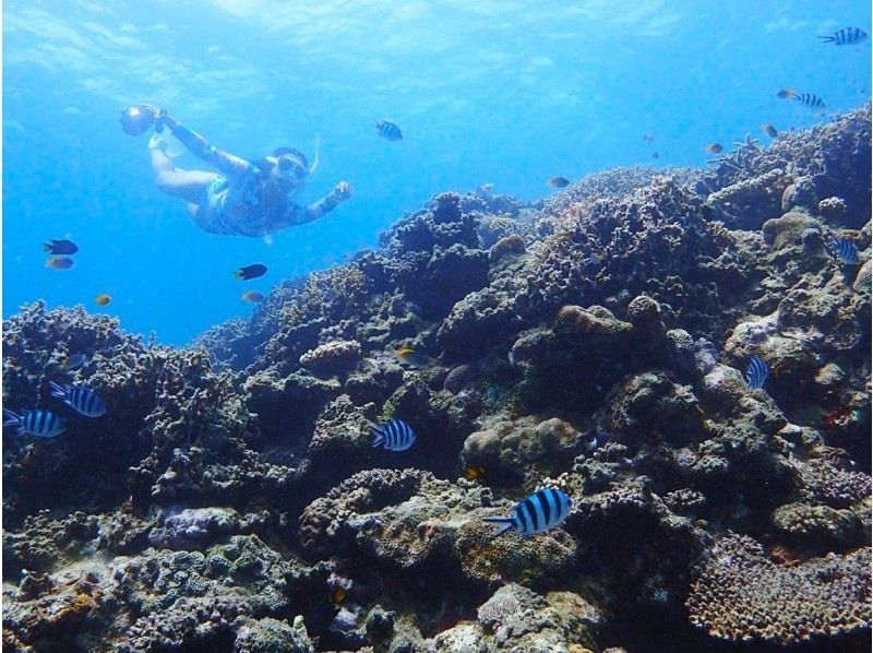 【石垣島 - Google 評價 ★4.9】找海龜！這項旅遊包括在青之洞窟浮潛並在神秘未開發的地區享受奇妙的體驗！の紹介画像