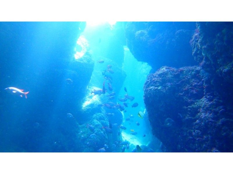 Blue Cave [Boat Experience Diving] + [Okinawa Shisa Parasailing Rope Okinawa's Longest 200m Course] 