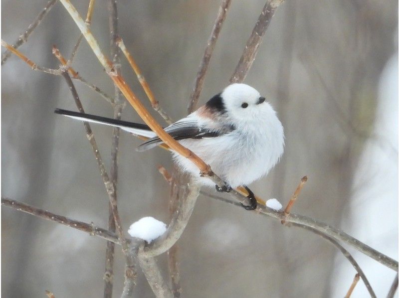 [Hokkaido Koshimizu Town] Let's get some tips on bird watching! Bird watching experienceの紹介画像