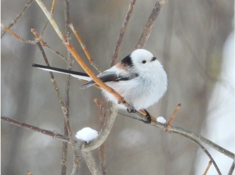 【北海道・小清水町】野鳥観察のコツをつかもう！バードウォッチング体験の紹介画像