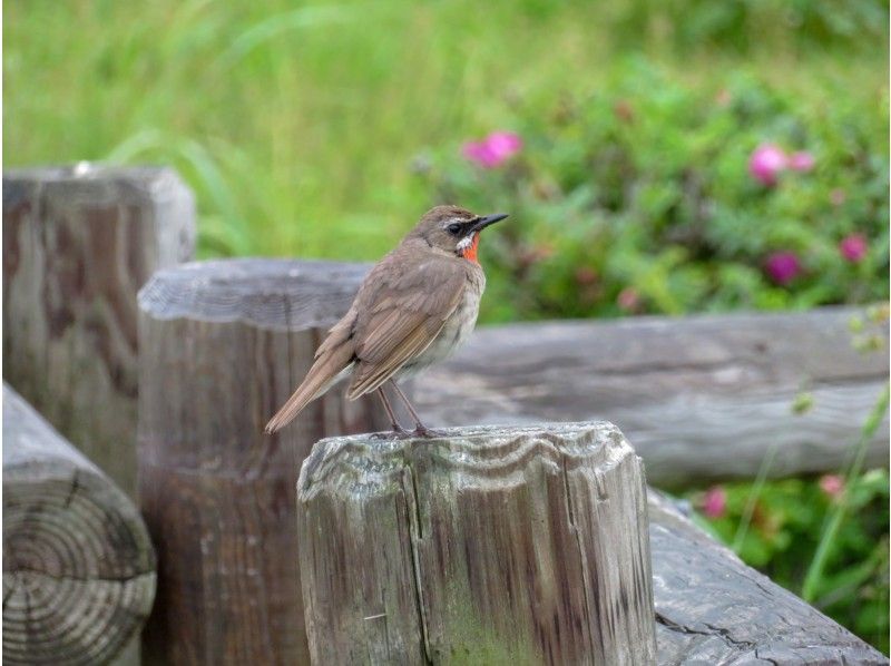 [Hokkaido Koshimizu Town] Let's get some tips on bird watching! Bird watching experienceの紹介画像