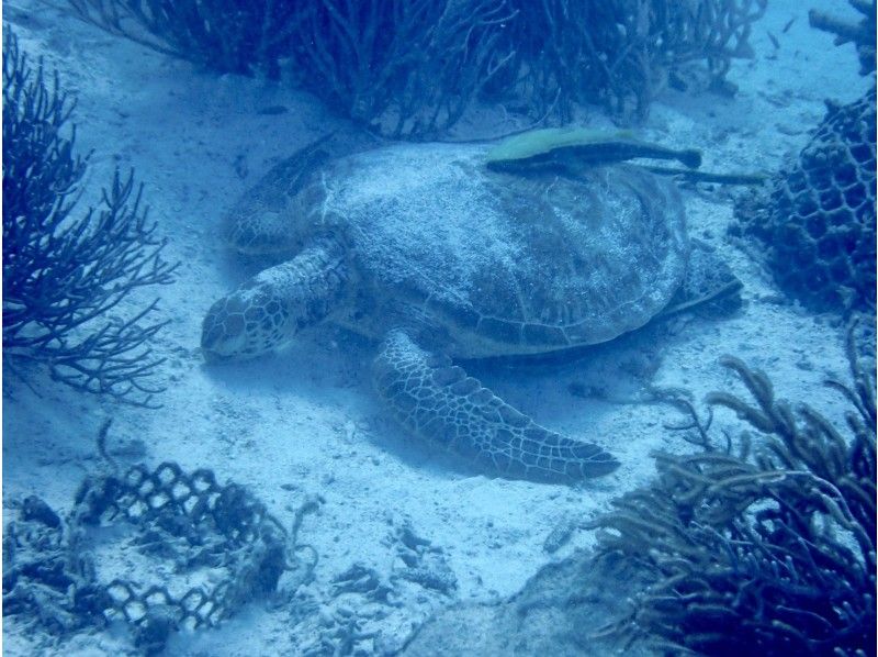 海龜浮潛或在珊瑚花場體驗深潛之旅の紹介画像