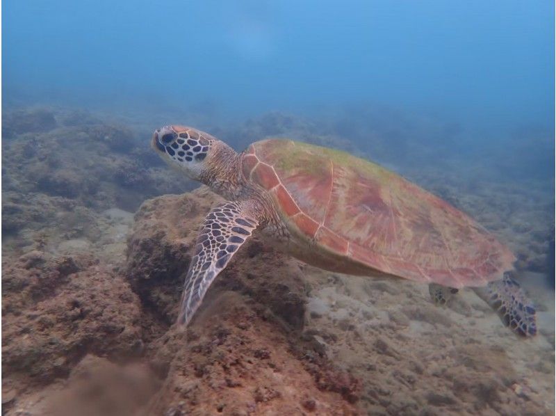 Sea turtle snorkel at coral flower field & unlimited play & Parasailingの紹介画像