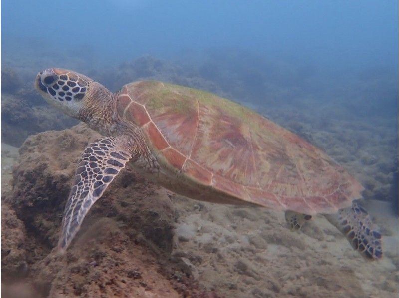 Sea turtle experience in coral flower garden Diving & Uruma city Parasailingの紹介画像