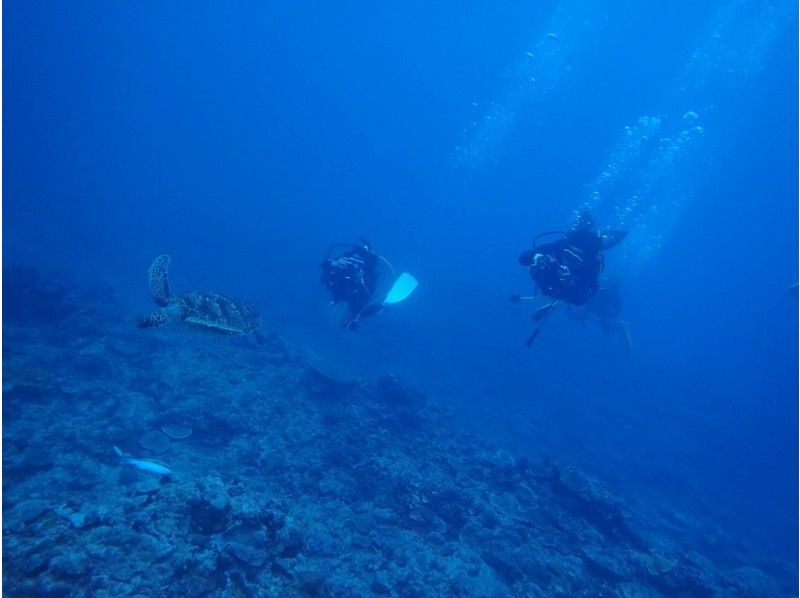 Sea turtle experience in coral flower garden Diving & Uruma city Parasailingの紹介画像