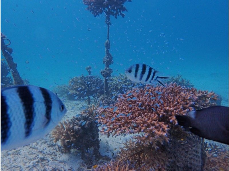 サンゴのお花畑でウミガメ体験ダイビング&超お得遊び放題&パラセーリングの紹介画像