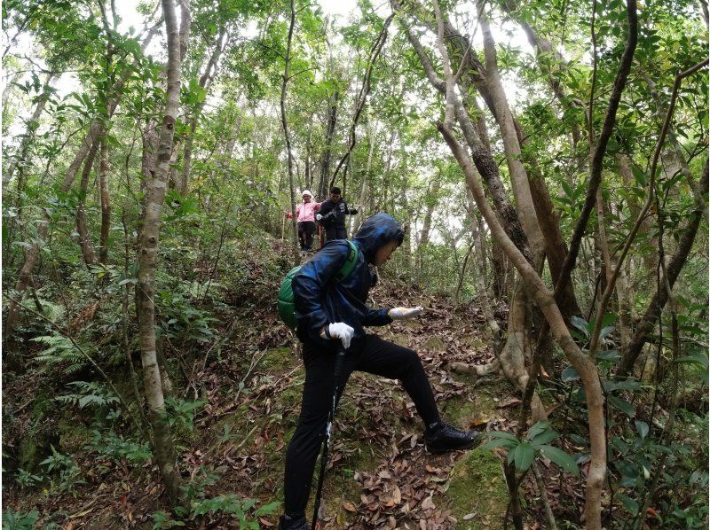 【沖縄・やんばる】世界自然遺産の森をトレッキング！！プライベートツアー　本格5.5時間コースの紹介画像