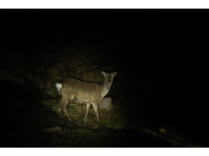 〈ガイドと一緒に夜の中禅寺湖畔へ！〉色々な生きものとのドキドキの出会いを！中禅寺湖畔で夜のいきもの探し！【栃木県・奥日光】の紹介画像
