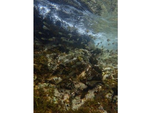 関東のシュノーケリングの予約 日本旅行 オプショナルツアー アクティビティ 遊びの体験予約 関東のシュノーケリングの予約 日本旅行 オプショナルツアー アクティビティ 遊びの体験予約