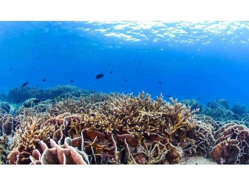 鹿児島県のシュノーケリングの予約 日本旅行 オプショナルツアー アクティビティ 遊びの体験予約 鹿児島県のシュノーケリングの予約 日本旅行 オプショナルツアー アクティビティ 遊びの体験予約