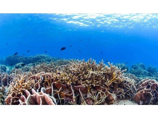 鹿児島県のシュノーケリングの予約 日本旅行 オプショナルツアー アクティビティ 遊びの体験予約