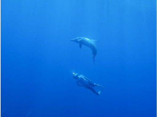 小笠原諸島・父島】ドルフィンスイム＆ウォッチング半日ツアー｜野生の