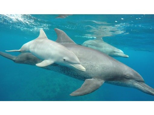 小笠原諸島・父島】ドルフィンスイム＆ウォッチング半日ツアー｜野生の