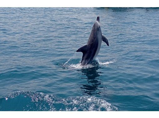 【熊本・天草市】野生のイルカに会いに行こう！ 約200頭のミナミハンドウイルカの群れに季節を問わず会えます！